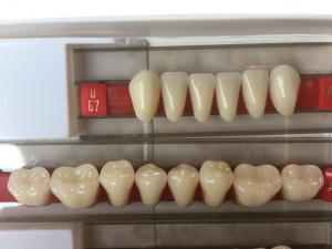 Buy cheap Fake Resin Teeth Composite Resin Denture Teeth Top Hard  3 Layers product