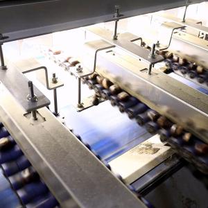 Buy cheap Economic Large Capacity Inshell Chestnut Sorting Machine With 8 Exits product