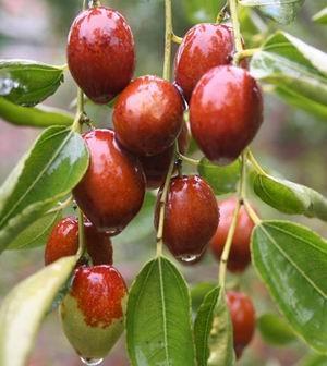 Quality Wild Jujuba Extract  Jujubosides min 2% UV, Jujuboside A+B HPLC treat ND, sleeplessness for sale