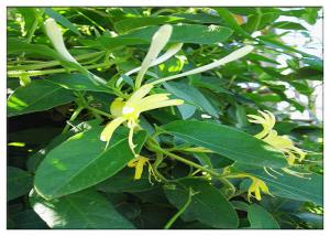 China Anti Virus Honeysuckle Flower Extract , Lonicera Japonica Flower Extract CAS 327 97 9 on sale