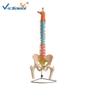 Buy cheap Didactic Vertebral Column Model With Pelvis And Femur Heads product