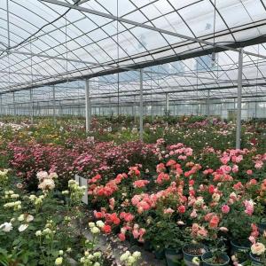 China Flexible Multi-Span Greenhouse for Vegetable Production Package Gross Weight 20.000kg on sale
