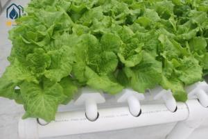 NFT Hydroponic Lettuce Hydroponic System With PVC Tube Hydroponic Setup