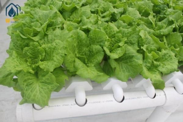 Quality NFT Hydroponic Lettuce Hydroponic System With PVC Tube Hydroponic Setup for sale