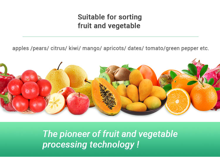 SS304 Automatic Fruit Sorting Machine Photoelectrical Fruit Grader Machine