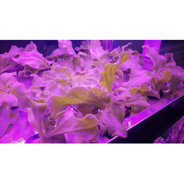 Epileds 4545 MIL Chip 460nm 465NM Blue LED Grow Light Chip