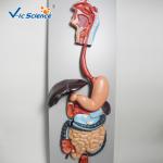 Medical Science Human Digestive System Display Simulation Anatomy Model
