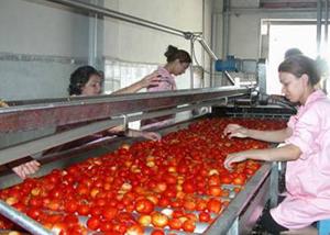 China Sus304 Tomato Processing Line Tomato Paste Making Machine 3 / 5 Tons Per Hour on sale