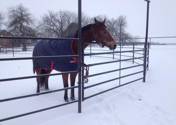 Quality Hot Dip Galvanized Welded Tube Cattle Livestock Fence Panels for sale