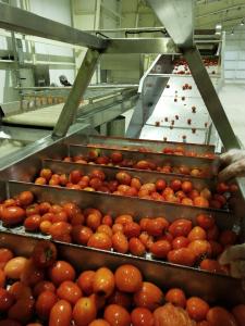 Buy cheap Water Filtering Concentrating Tomato Processing Line product