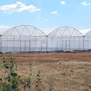 China Year Round Nursery Hothouse Automated Dome Modular Multispan Tunnel Greenhouse on sale