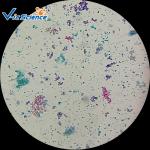 Biological Specimens 100pcs Microscope Glass Slides