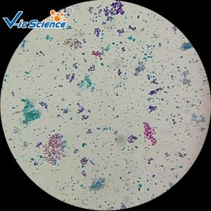 Buy cheap Biological Specimens 100pcs Microscope Glass Slides product