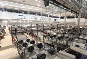 China Aseptic Bag Fresh Tomato Paste Production Line 250t/d on sale