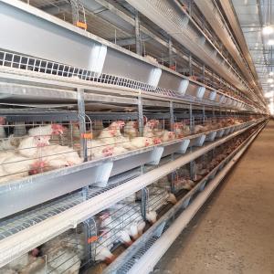 Buy cheap 30000 Chicken Egg Layer Cages product