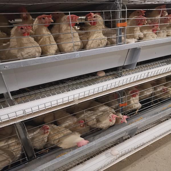 Quality 3-8 Tiers Enclosed Chicken Laying Eggs Cage , SGS Automated Battery Cage System For Layers for sale
