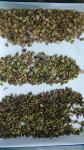 China Top Quality Pistachio Nuts Optical Color Sorter From Wenyao Brand for Nut