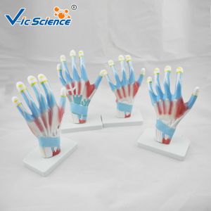 Laboratory Educational Anatomy Models Palm Model VIC-325
