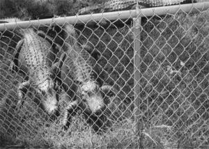 Easy To Install 4mm 4m Length Galvanized Chain Link Fence