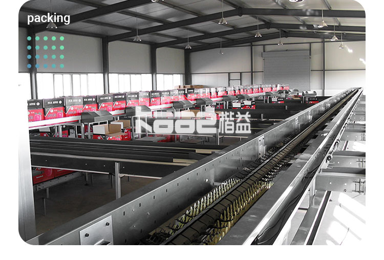 SS304 Automatic Fruit Sorting Machine Photoelectrical Fruit Grader Machine