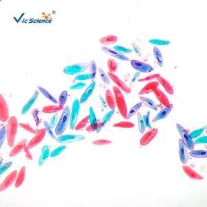 Buy cheap Biology Division Medical Student 13pcs Square Microscope Slides product