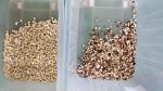 Wenyao Cashew Nut Color Sorting Machine Automatic Intelligent Nuts Color Sorter