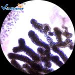 Students Set 25.4mm X 75.2mm Prepared Microscope Slides