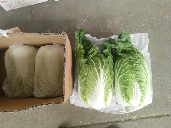 Quality No Yellow Flower Flat Head Cabbage Grows In Village Without Pollution for sale