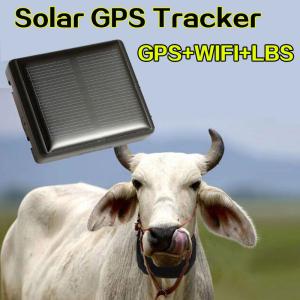 China Mini Solar Animal Gps Tracker Gps Tracking Device Long Battery Life Sim Card on sale