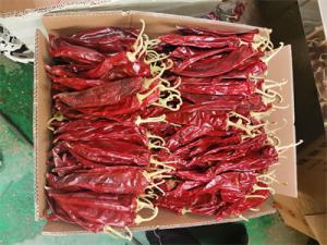 Buy cheap Raw Paprika Capsicum Pepper Length Of 13cm And Up For Processing product