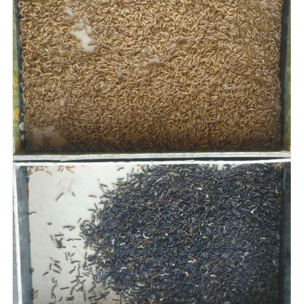 0.75KW Mini Color Sorter Machine 300-500kg/H For Tenebrio Molitor