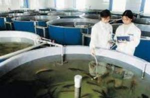 China Corrosion Resistance Fiberglass Fish Tank on sale