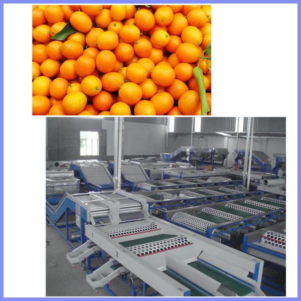 Quality Peach grading machine, citrus sorting machine , orange sorting machine for sale