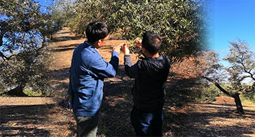 DADI Industrial Olive Oil Can 500ml Extra Virgin Round 0.5 Liter Olive Oil Container