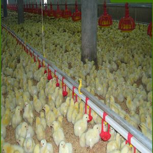 380v 3phase Chicken Raising Equipment , ISO9001 Chicken Battery Cage