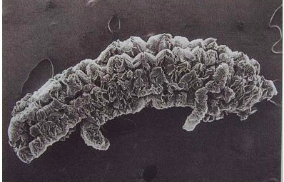 200 Mesh Expandable Graphite Powder High Carbon 99% For PU