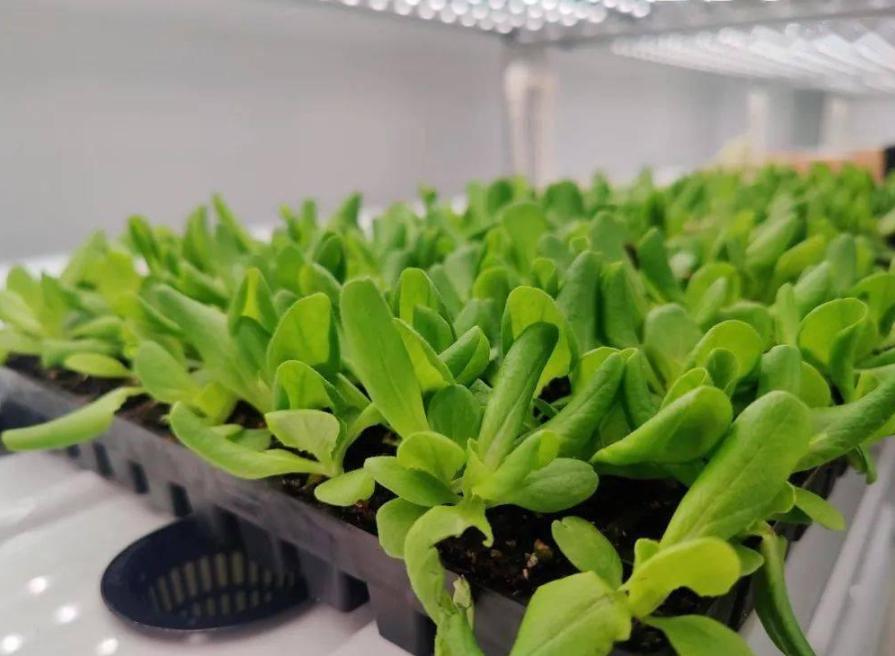 Hydroponic System Container Greenhouse for Vertical Farming Features