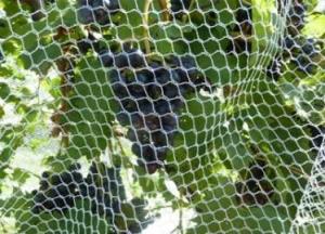 Buy cheap Recyclable Stronger Hex Mesh Insect Netting Mesh High Tensile Strength product