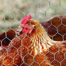 Buy cheap 10M chicken cage wire mesh 4feet gabion hexagonal wire mesh product