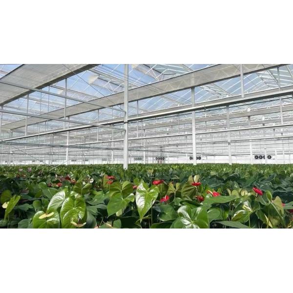Drip Irrigation Glass Greenhouse Hydroponics System for Vegetables