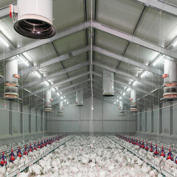 Quality Fireproof Steel Structure Poultry House Automated Ventilation Steel Frame Chicken Coop for sale