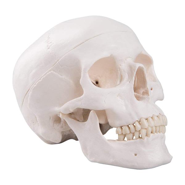 Quality Life Size Adult Human Skull Anatomical Head Skeleton Model With Removable Teeth for sale