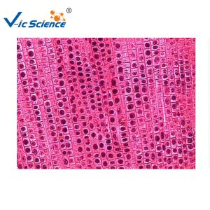 Buy cheap Commercial Plant Microscope Slides 5pcs Five Onion Root Tip Mitosis Set product