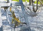 AISI316 Inox Zoo Wire Mesh Transparent Zoo Aviary Netting Weather Resistant