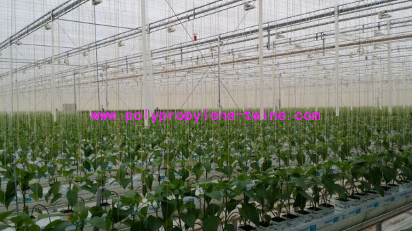 Twisted Gardening Greenhouse Packing String Tomato Tying Twine 2kg-5kg Rolls