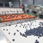 Efficient Stainless Steel Blueberry Sorting Machine 380V / 50Hz For Large Scale
