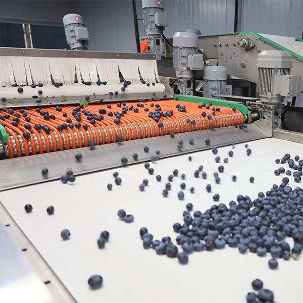 Efficient Stainless Steel Blueberry Sorting Machine 380V / 50Hz For Large Scale