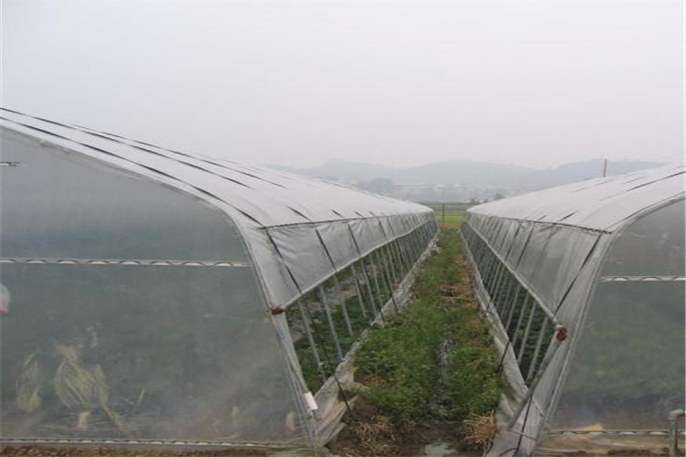 greenhouse insect net