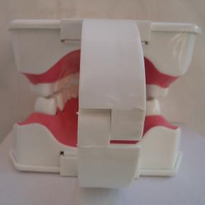 China OEM 2 Times Dental Materials Plastic Human Anatomy Model on sale