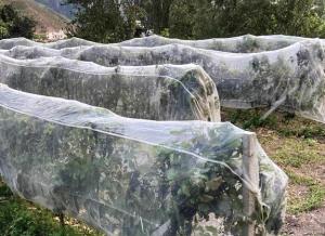 China HDPE Anti Insect Netting for Greenhouse and Plant Protection on sale